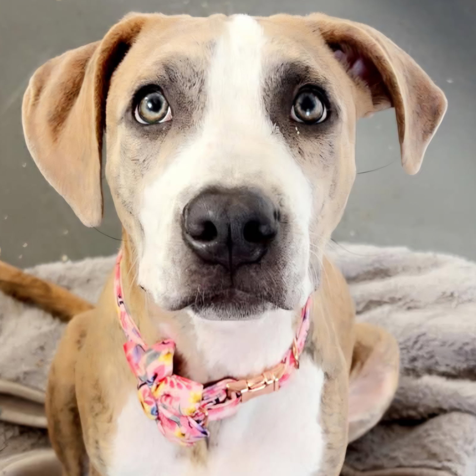 Pan Dulce, Mixed Breed