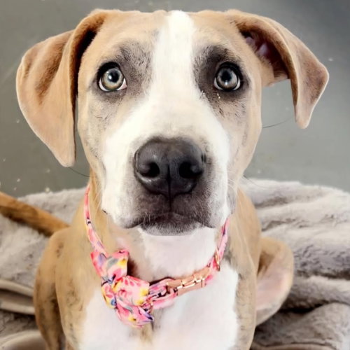 Pan Dulce, a dog for adoption from Wish Bone Canine Rescue