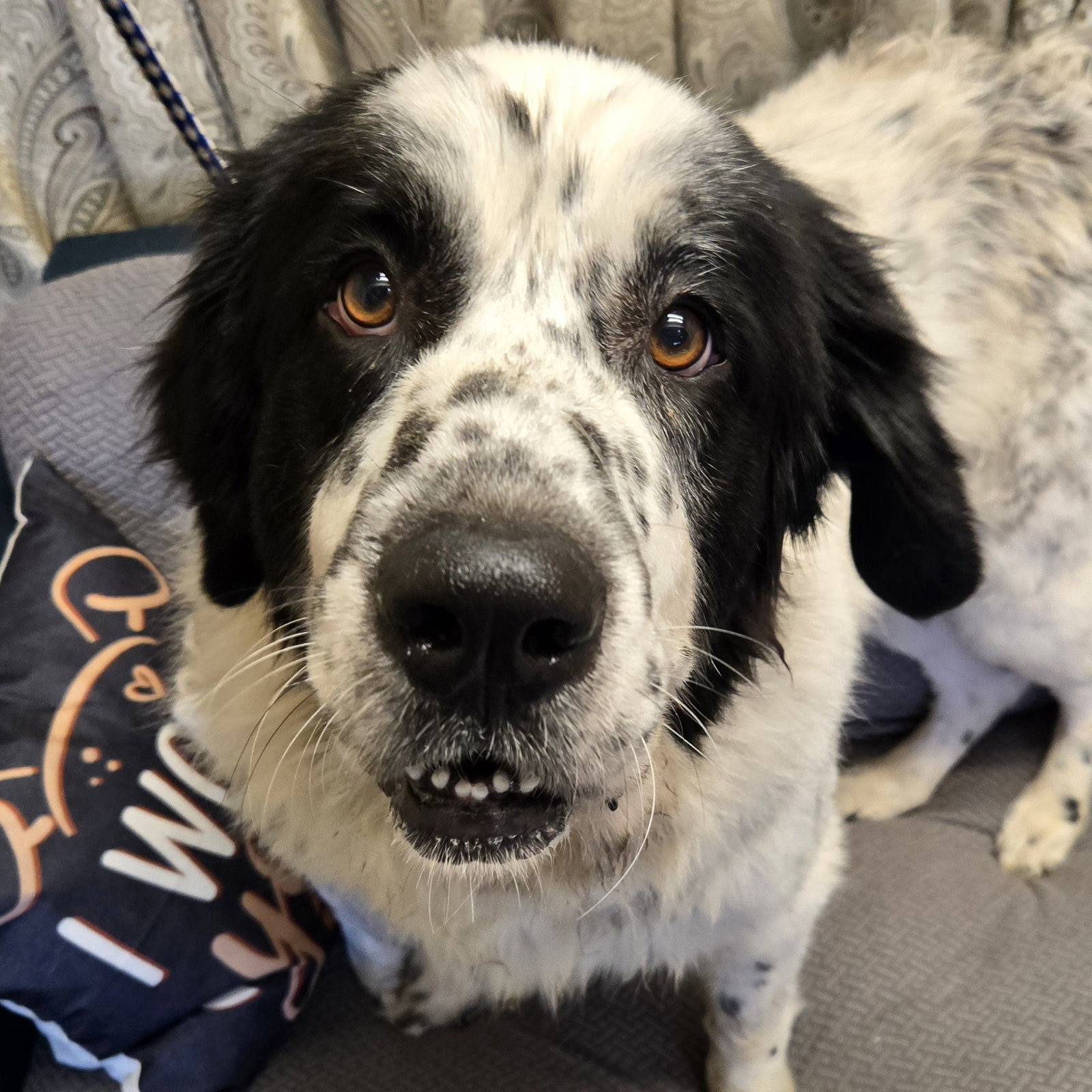 Lucia, Newfoundland Dog