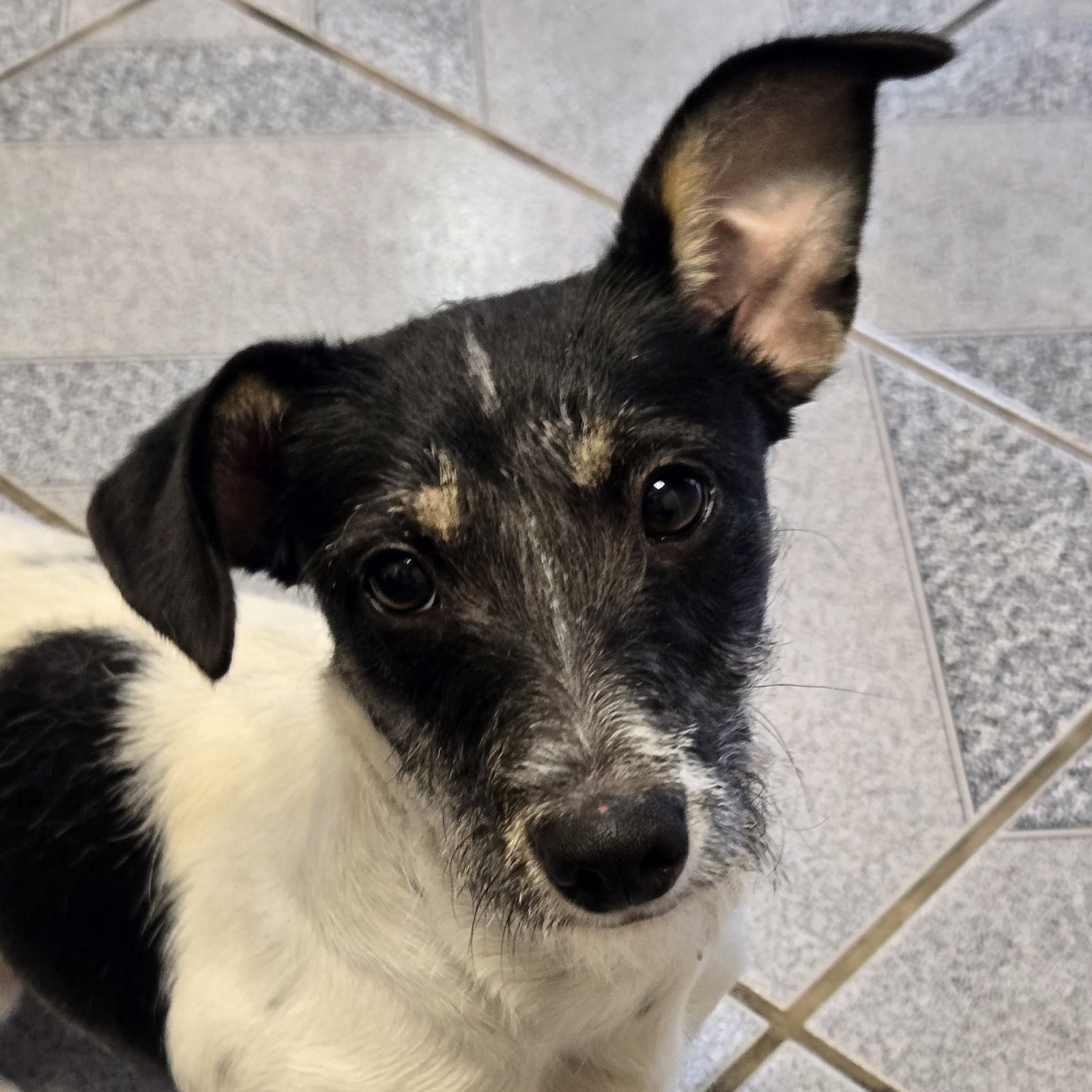 Sprig, Jack Russell Terrier