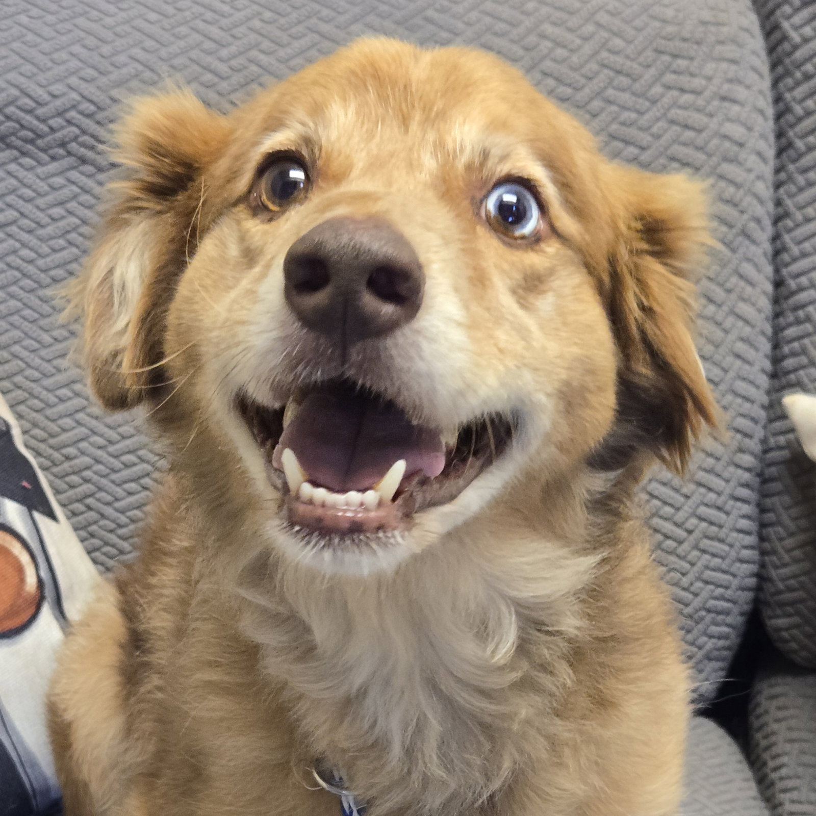 Jasper, Australian Shepherd