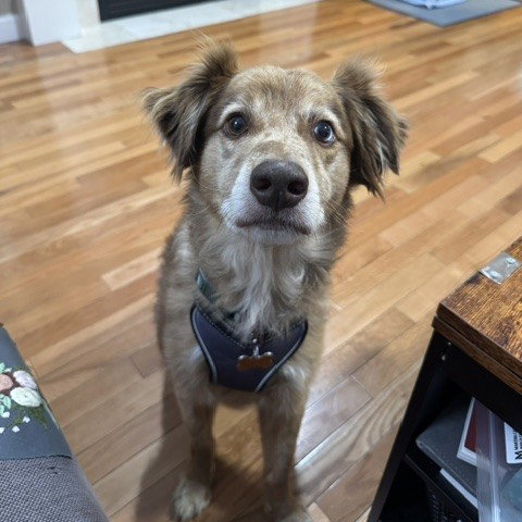 Jasper, photo 6