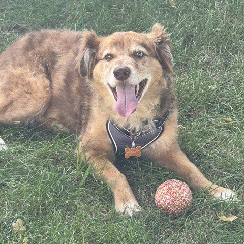 Jasper, photo 7