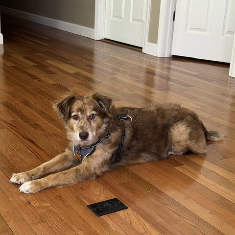 Jasper, photo 8