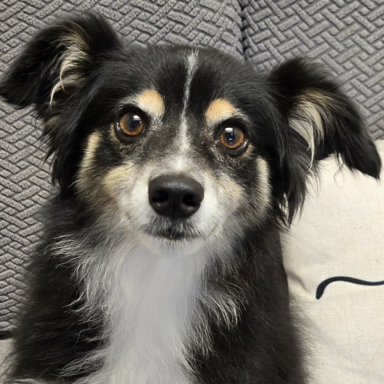Roy, Australian Shepherd