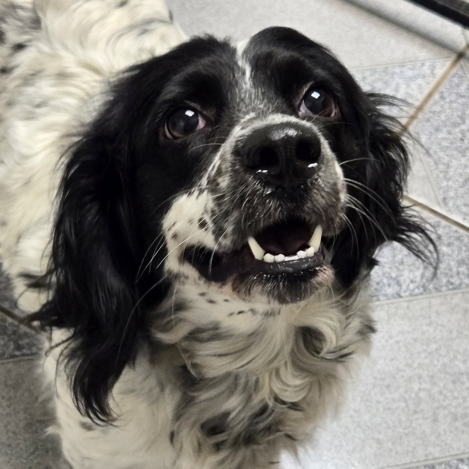 Panda, Spaniel