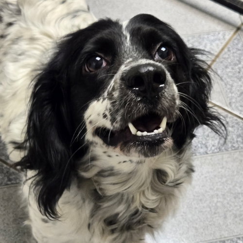 Panda, a dog for adoption from Wish Bone Canine Rescue