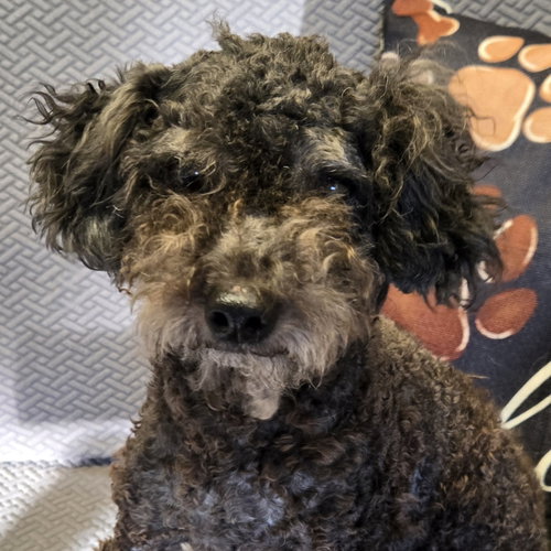 Chandler, a dog for adoption from Wish Bone Canine Rescue