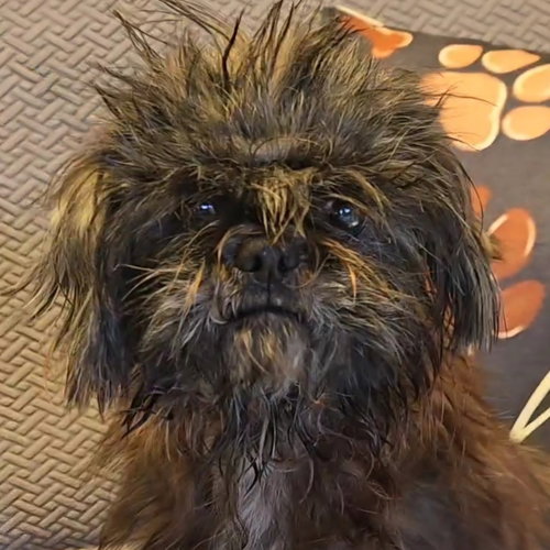 Delta, a dog for adoption from Wish Bone Canine Rescue