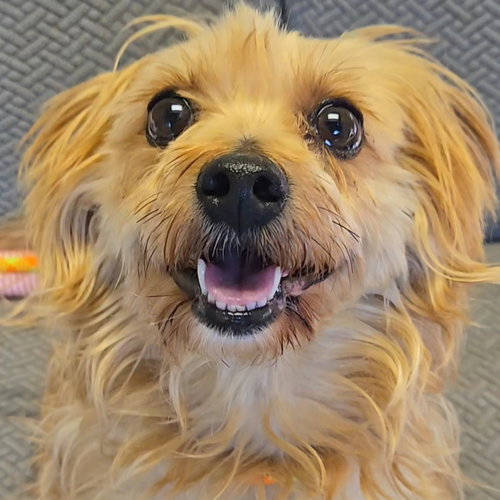Sigma, a dog for adoption from Wish Bone Canine Rescue