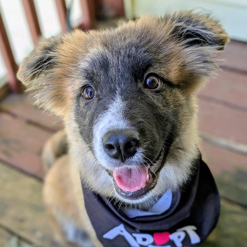 Coraline, a dog for adoption from Wish Bone Canine Rescue