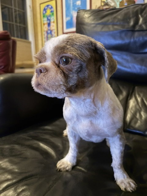 Photo 3 of Gidget