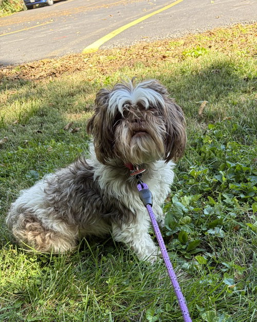 Photo 4 of Gidget