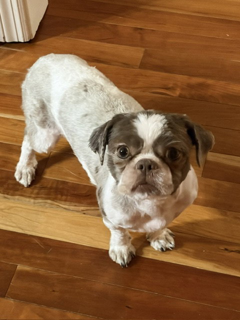 Photo 2 of Gidget