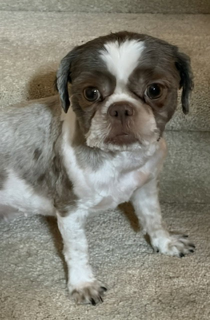 Gidget, a dog for adoption from Wish Bone Canine Rescue
