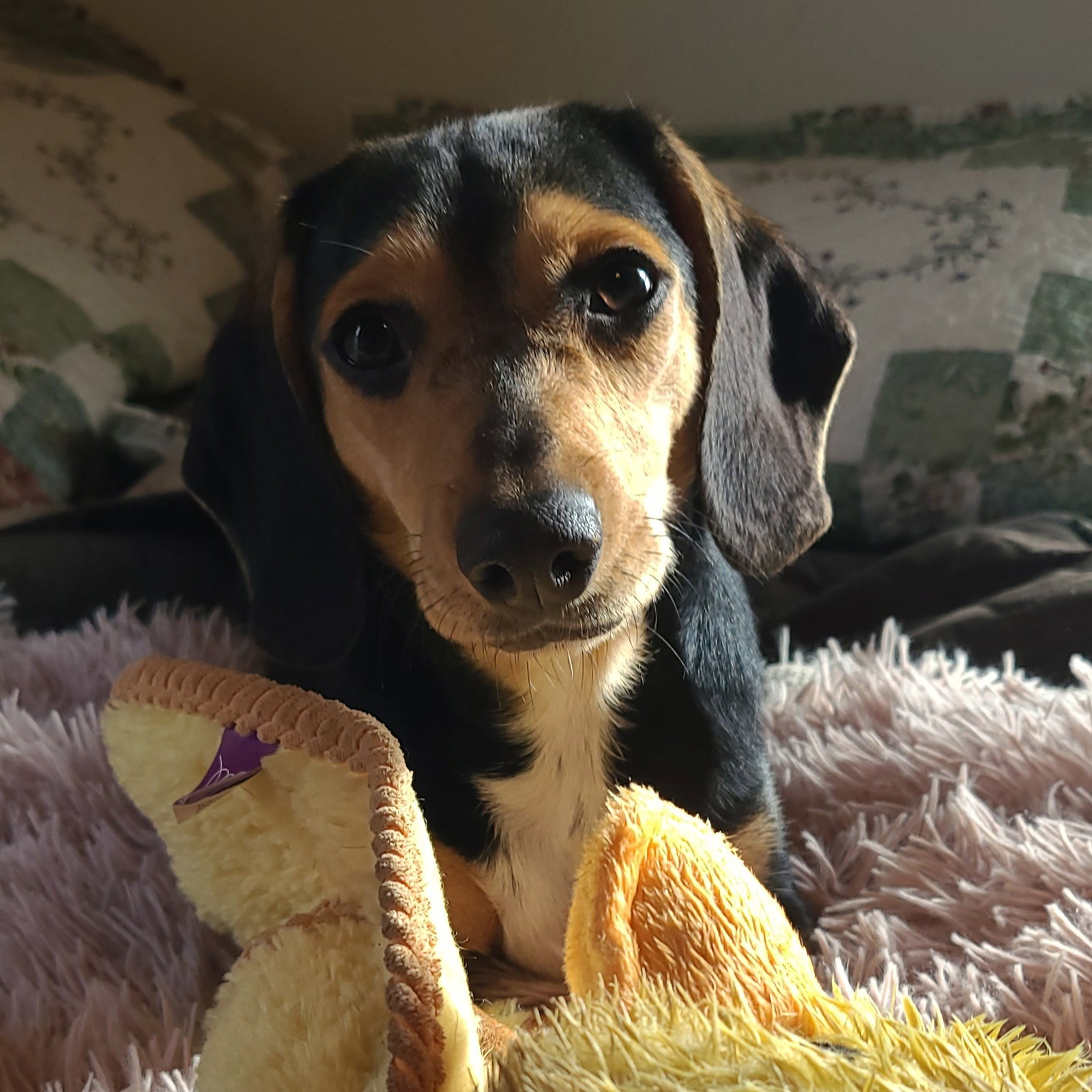 Splooty, photo 3