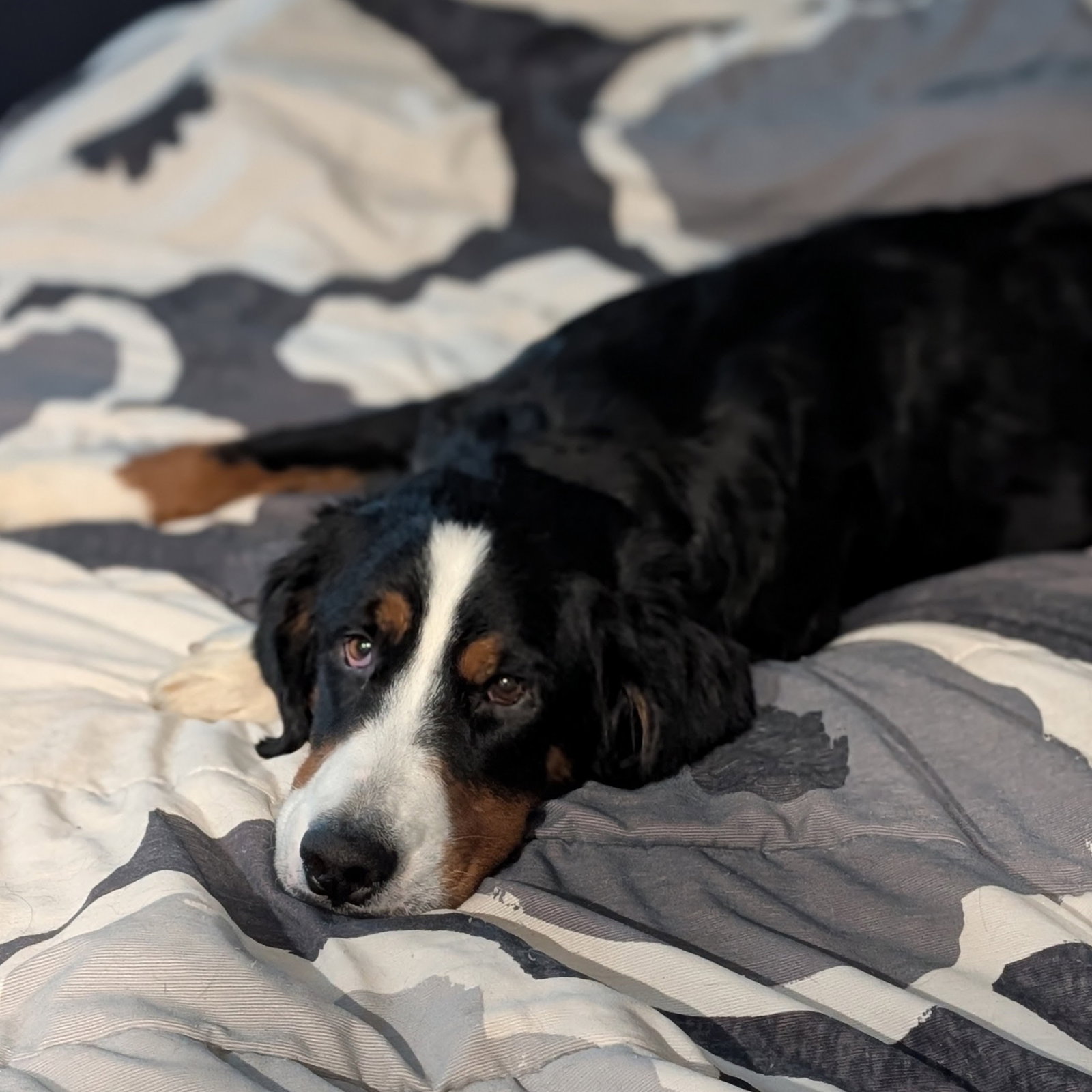 Sable, photo 4