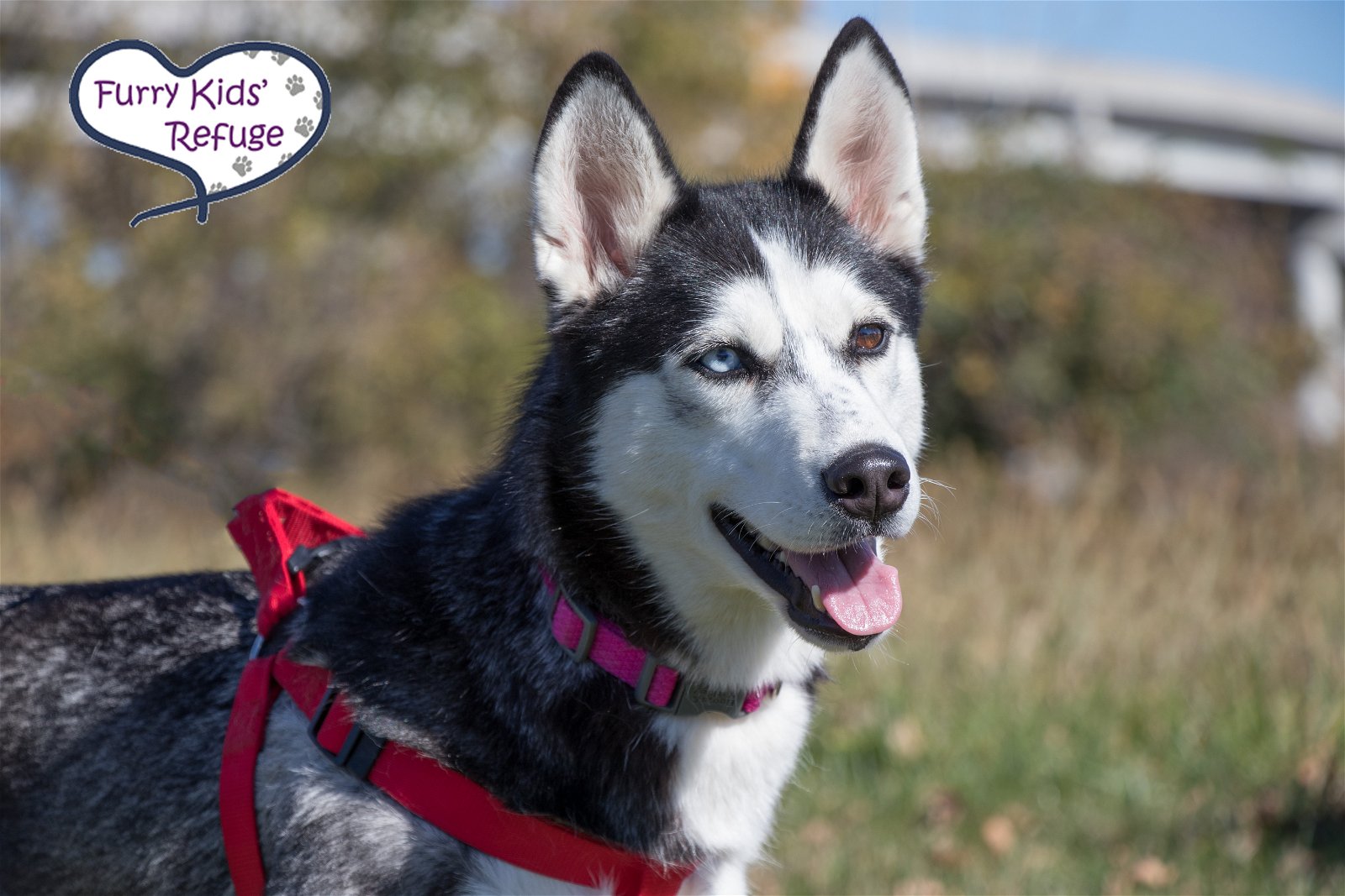 Dog adoption in Lees Summit, MO 64081: Siberian Husky / Mixed (short coat)  Dog 