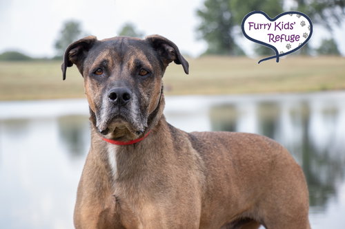 picture of the dog needing adoption