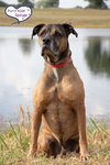 Hank - Photo 2