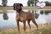 Hank - Photo 3