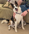 Cody (Conrad) - Photo 2