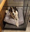 Cody (Conrad) - Photo 4