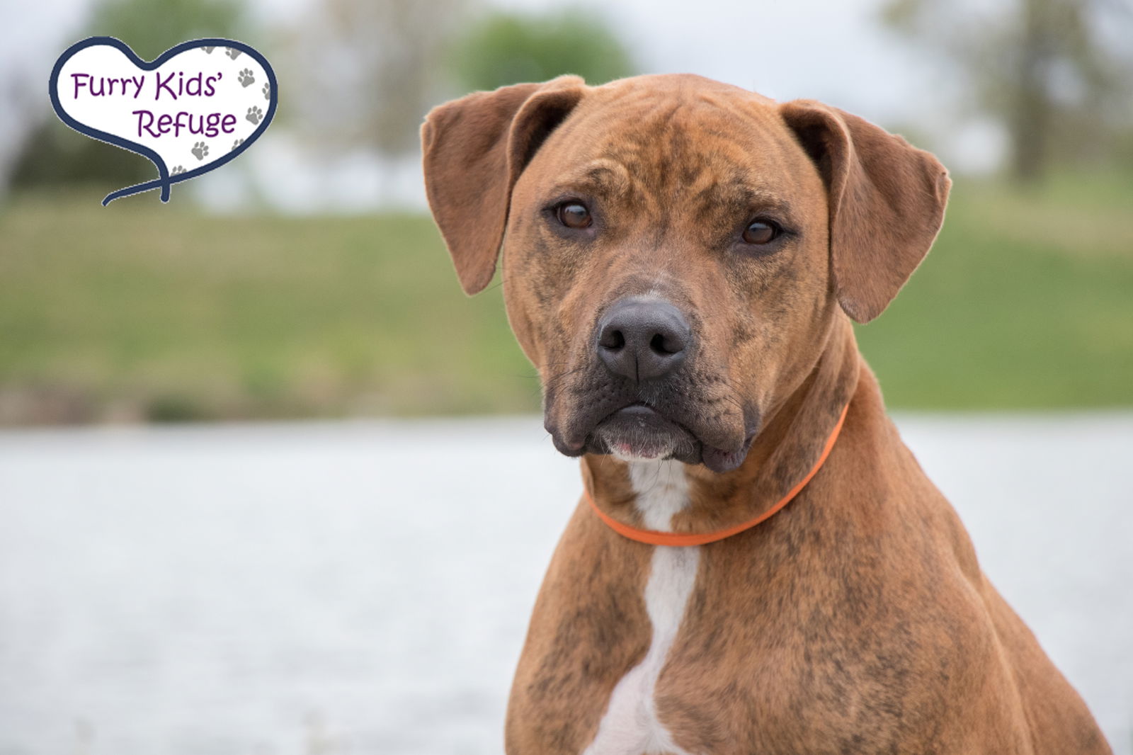 adoptable Dog in Lees Summit, MO named Indy (Gerard Butler)