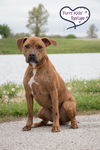 adoptable Dog in  named Indy (Gerard Butler)