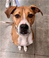 adoptable Dog in lees summit, MO named Maple (Julia)