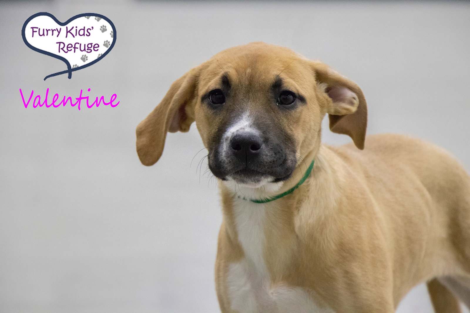 Dog for Adoption Valentine (f), a Retriever in Knob Noster, MO