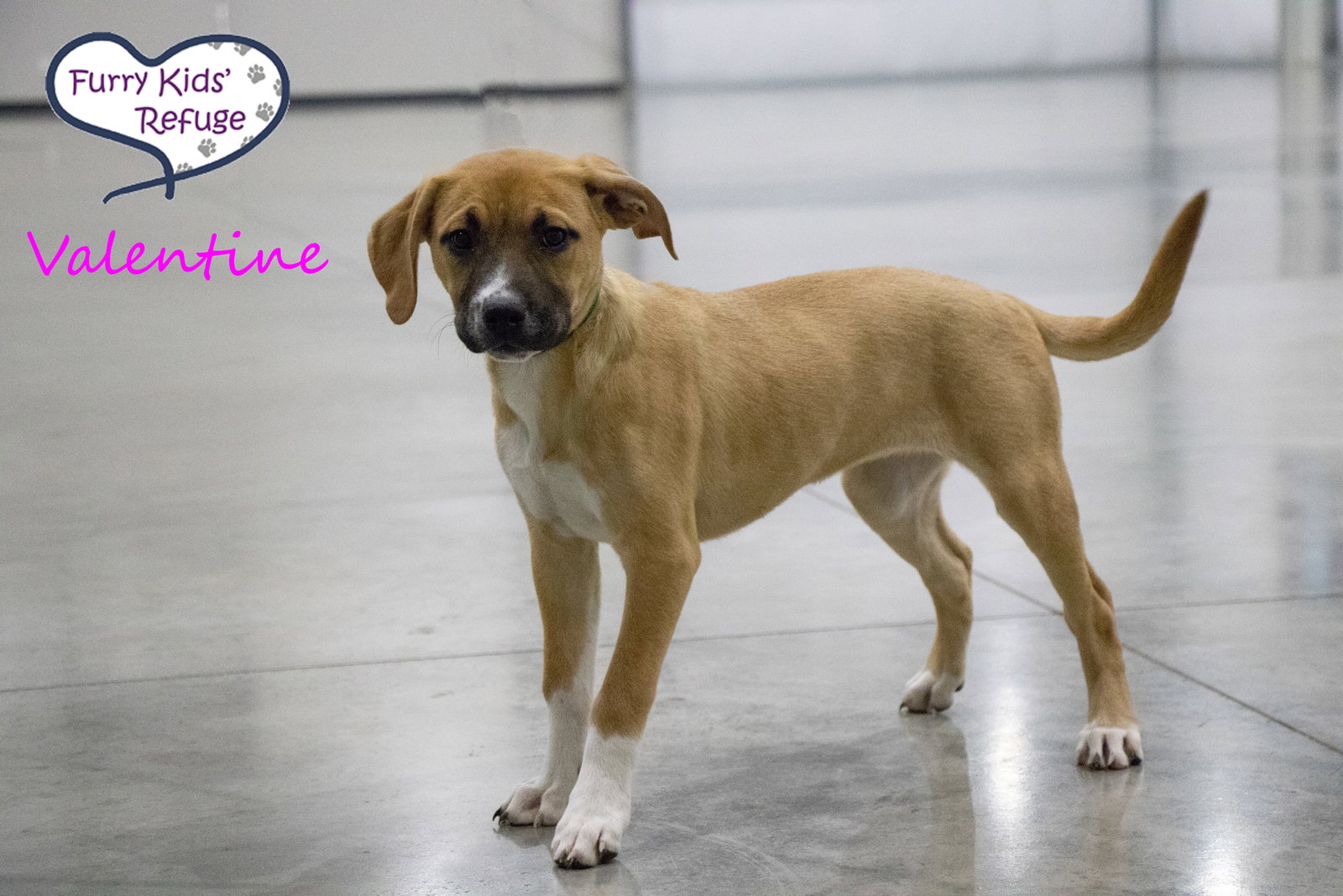 Dog for Adoption Valentine (f), a Retriever in Knob Noster, MO
