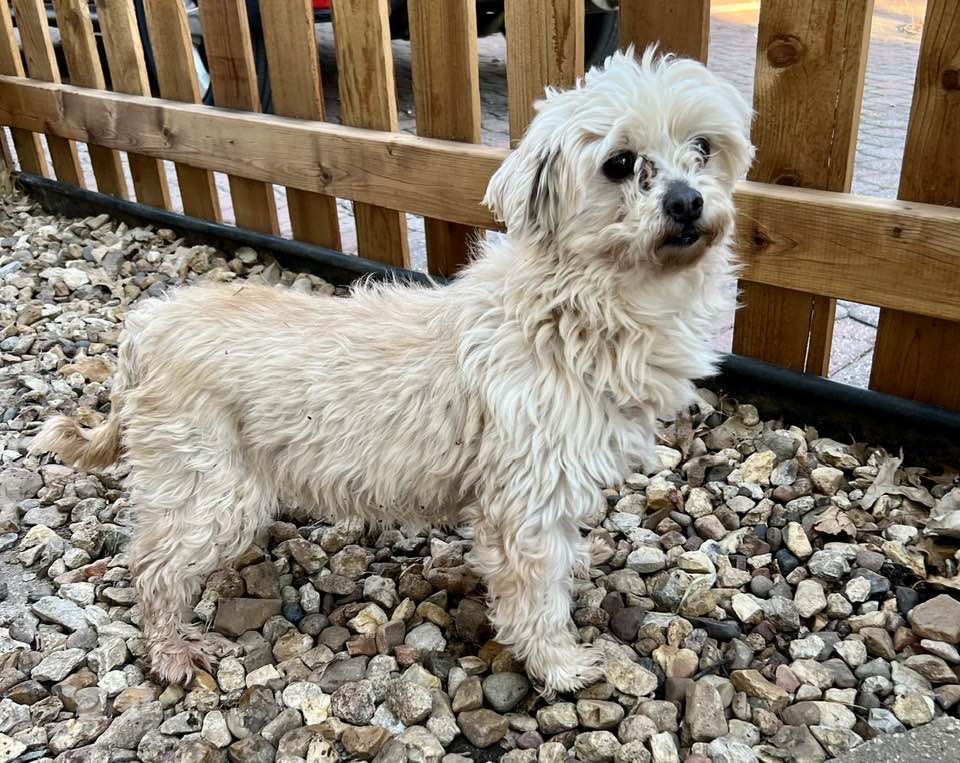 Dog for Adoption Savvy, a Maltese in Knob Noster, MO Alpha Paw