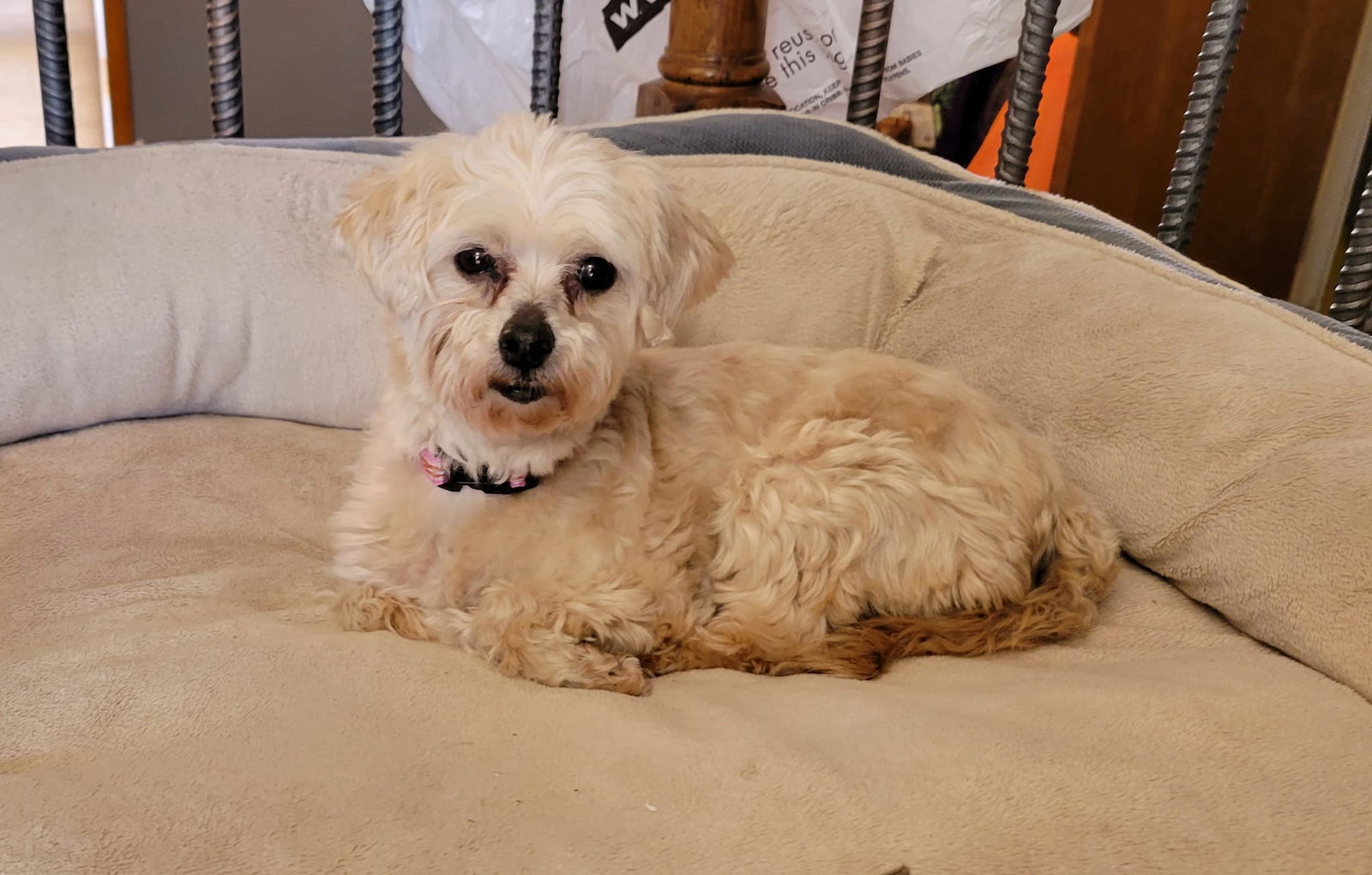 Dog for Adoption Savvy, a Maltese in Knob Noster, MO Alpha Paw