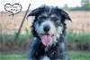 adoptable Dog in lees summit, MO named Prada