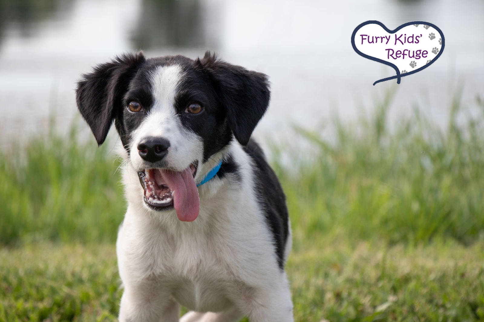 adoptable Dog in Lees Summit, MO named Wally