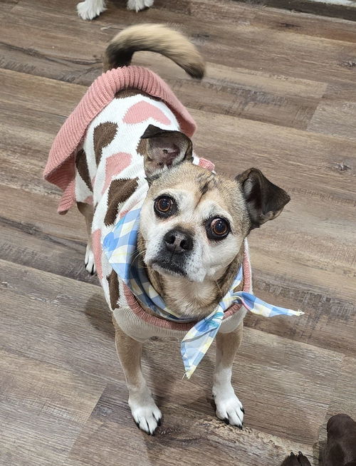 picture of the dog needing adoption
