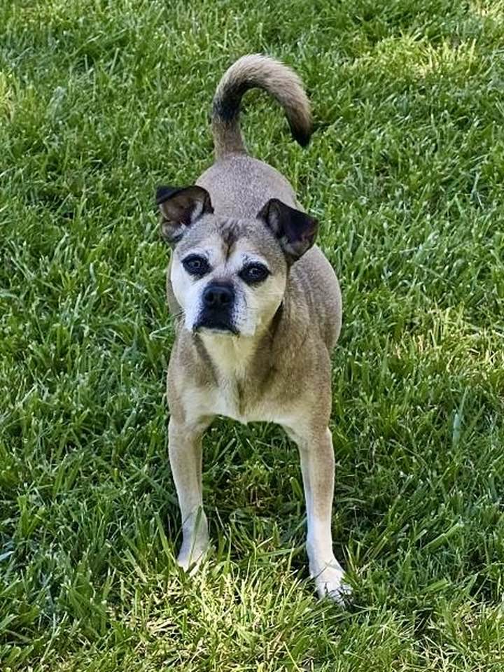 Dog for Adoption Birmingham, a Pug in Lees Summit, MO Alpha Paw