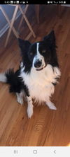 adoptable Dog in , MO named Brody- Courtesy Listing