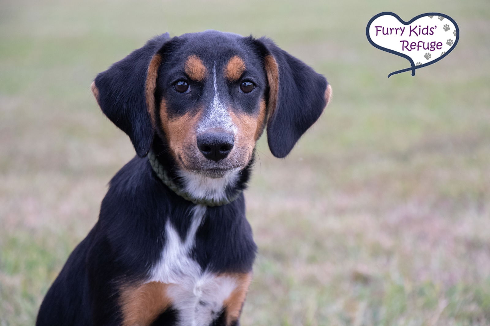 adoptable Dog in Lees Summit, MO named Natty (F)