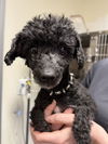 adoptable Dog in lees summit, MO named Izzy