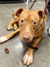 adoptable Dog in  named Sweet Pea