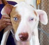 adoptable Dog in  named Summer