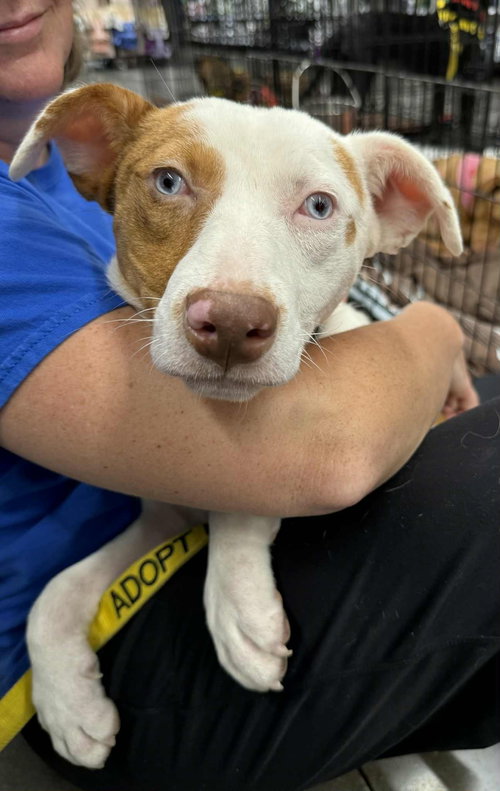 picture of the dog needing adoption