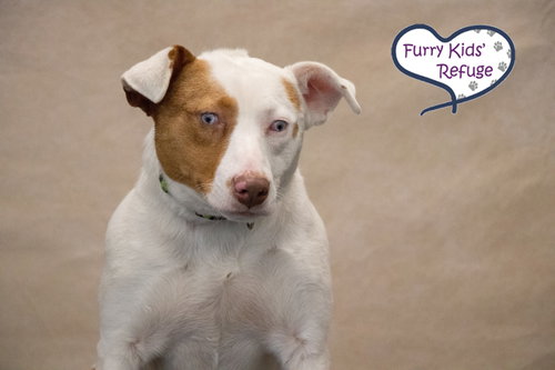 SUMMER - Pit Bull Terrier / Australian Shepherd available for adoption