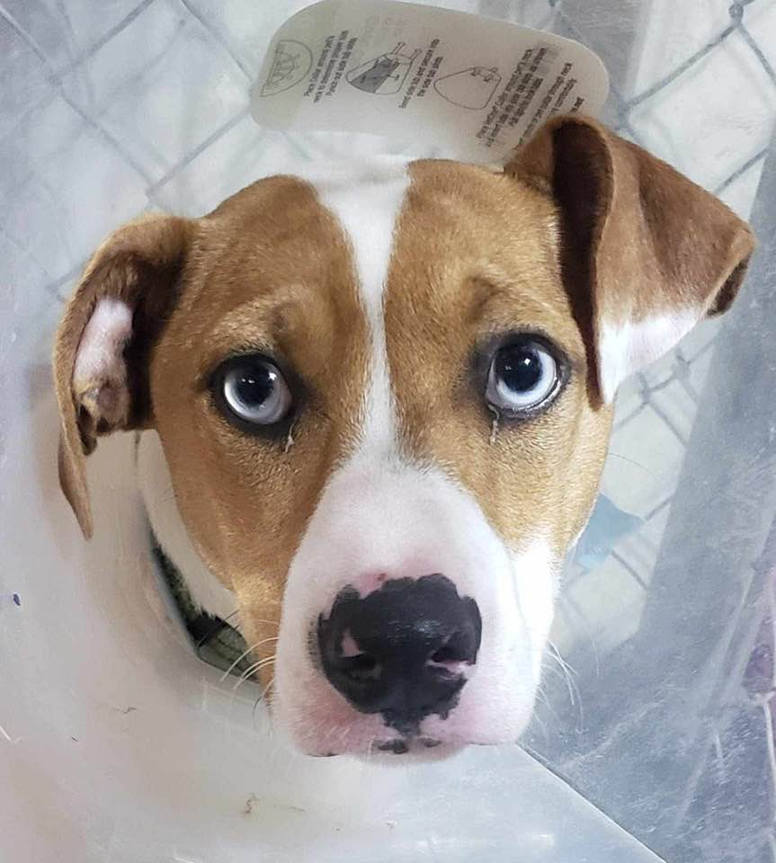 adoptable Dog in Lees Summit, MO named Skyler