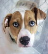 adoptable Dog in lees summit, MO named Skyler