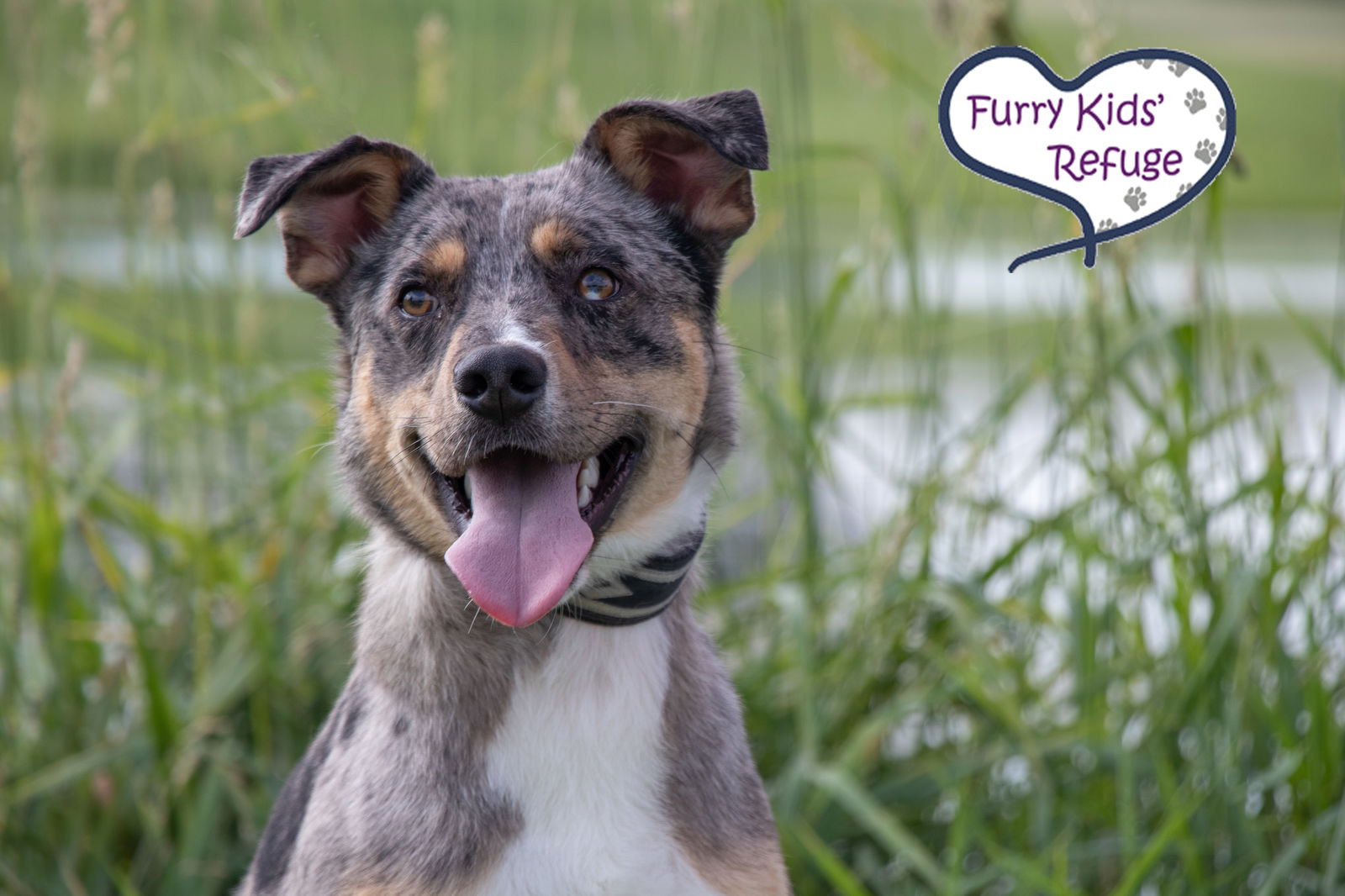 adoptable Dog in Lees Summit, MO named Groucho