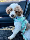 adoptable Dog in lees summit, MO named Oliver