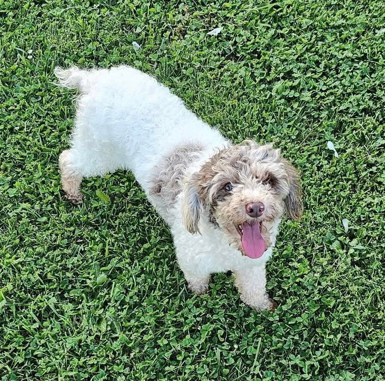 adoptable Dog in Lees Summit, MO named Cappuccino (F)